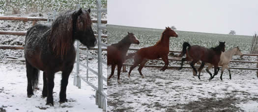 Pensionspferde Winter